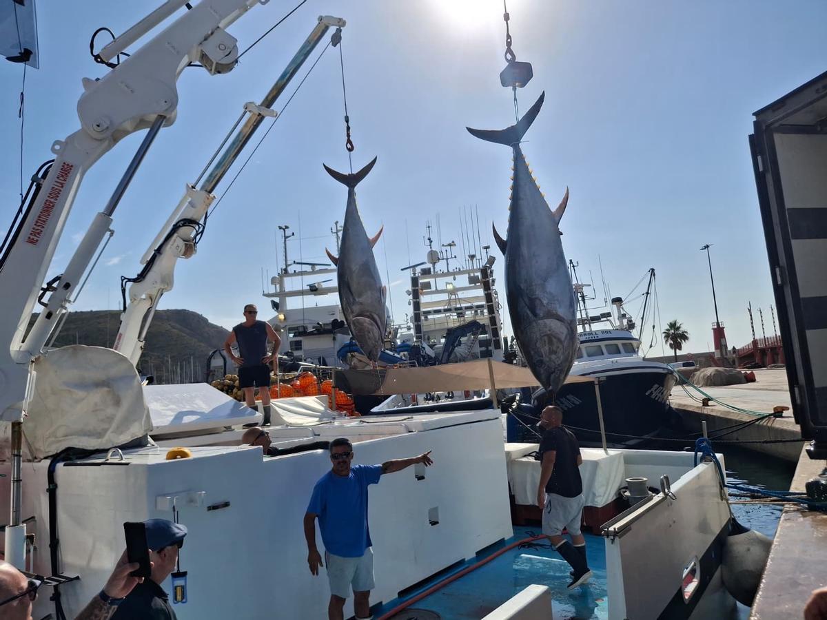 Actividad frenética en el puerto de Xàbia: las imágenes de la descarga de los atunes