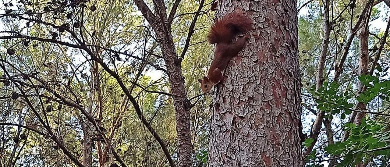 Las ardillas se extienden por montañas de Alzira hasta alcanzar zonas habitadas