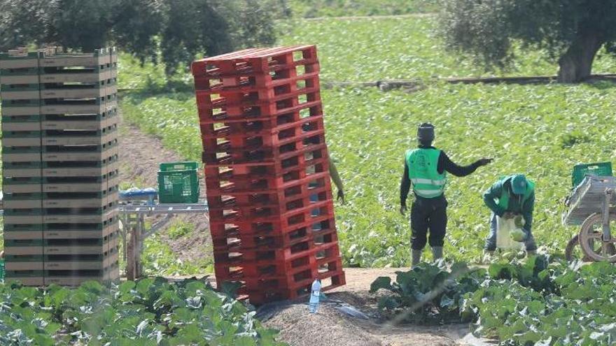 Alerta en el campo de Lorca por el contagio de un trabajador