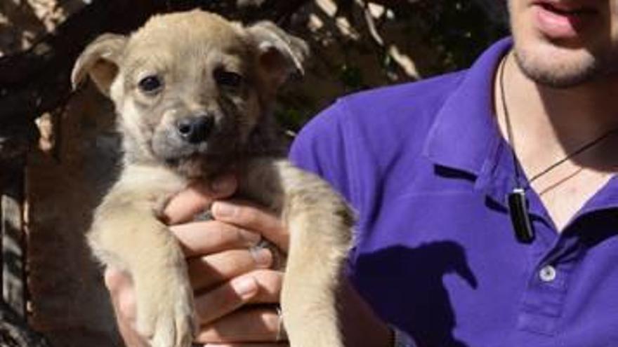 La protectora de Alzira rescata cinco cachorros abandonados en un campo