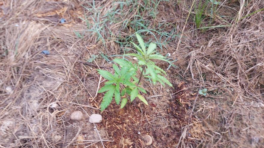 El Consorcio del Paisaje de la Desembocadura del Mijares retira una plantación de marihuana en les Goles