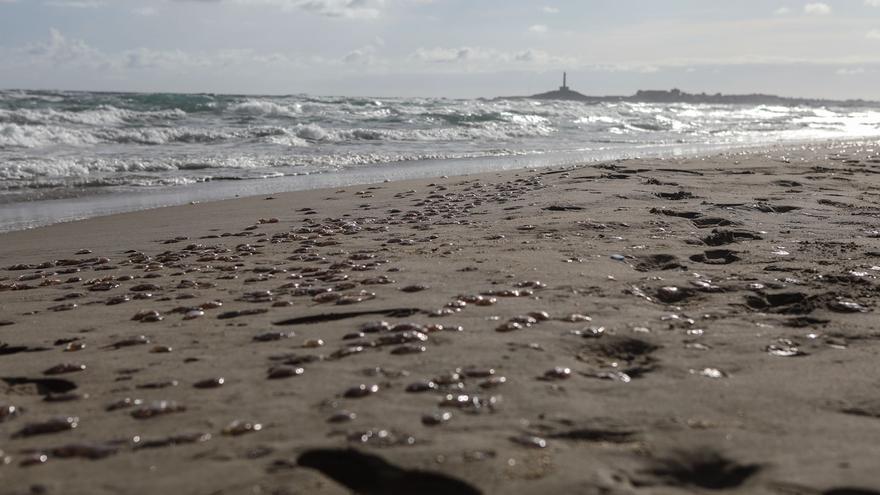 Una superpoblación de medusas llega a La Manga y el Mar Menor