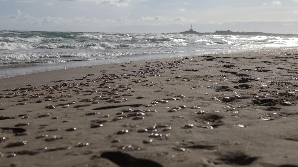 Numerosas medusas a orillas de la playa de Galúa de La Manga, este mañana.