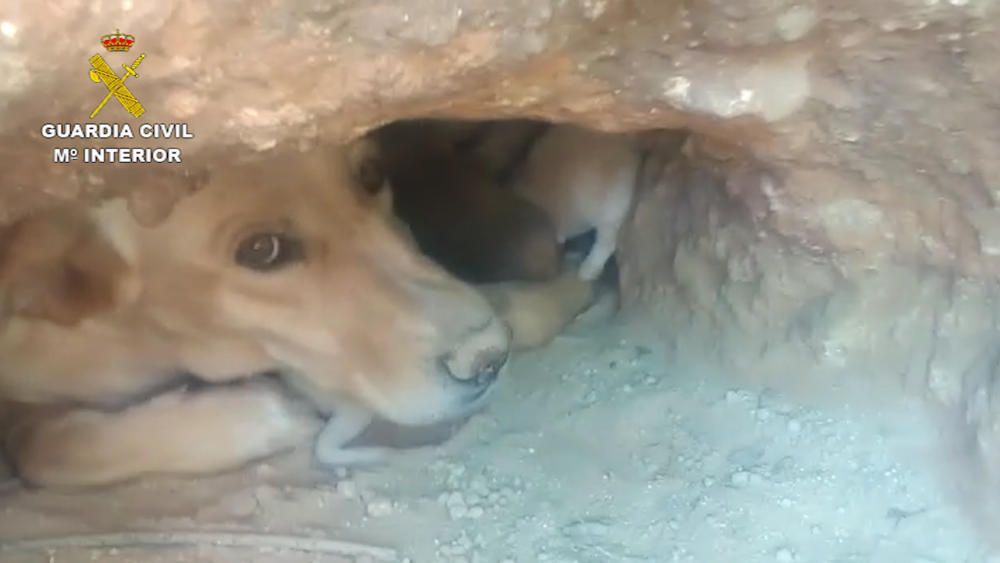 Encuentran a nueve cachorros sepultados en una finca de Mula