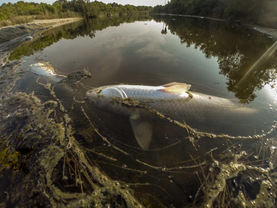 Peces muertos en el torrente de Son Bauló, en Can Picafort