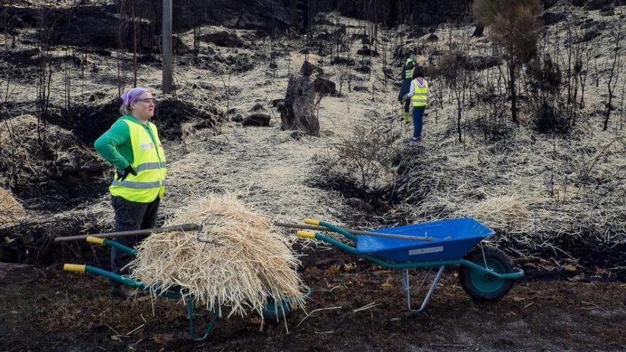 Reparto de paja entre voluntarios para iniciar la recuperación de montes en Vigo.