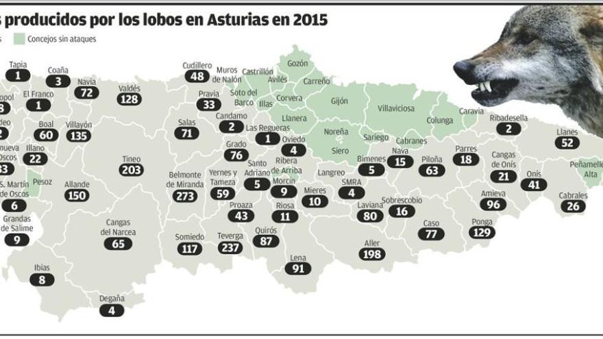 Las ayudas de Asturias por los ataques de lobos, en el aire por un fraude masivo