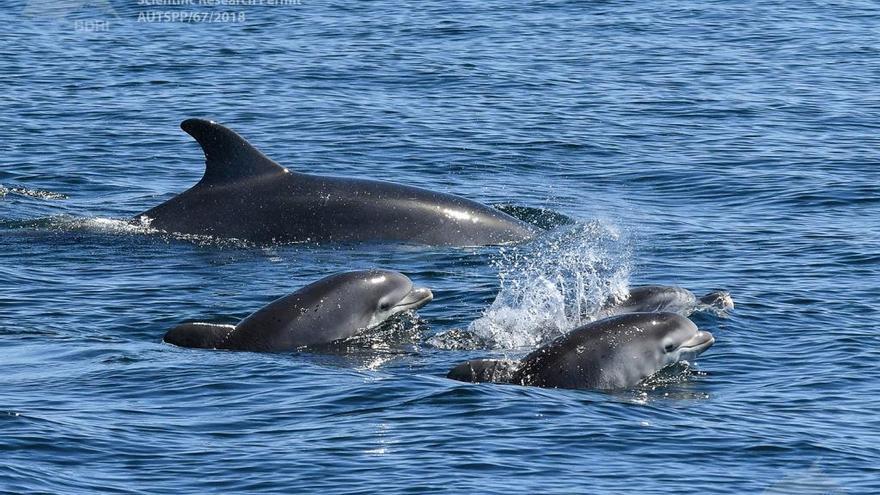 La dos crías de delfín mular (arroaz) localizadas en los últimos días en Arousa.