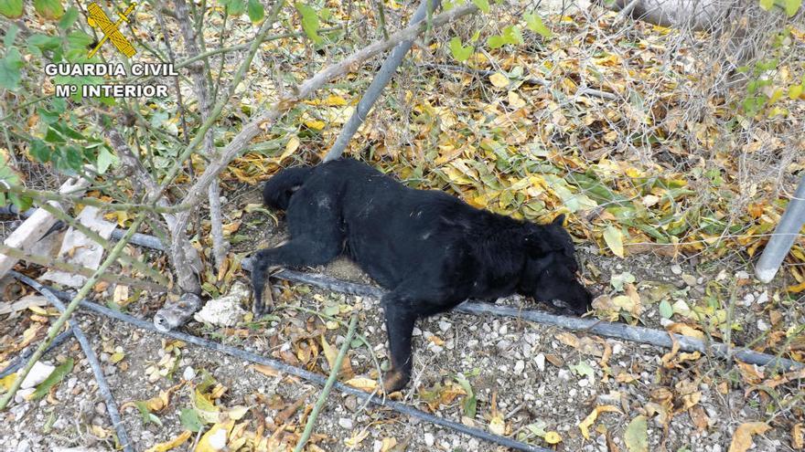 Muere un perro por las trampas utilizadas en una finca de Cieza