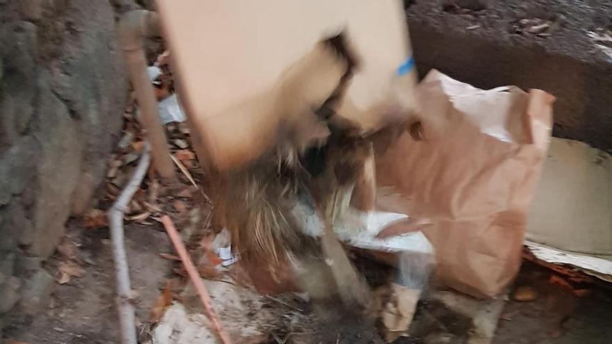 Encuentran una gallina muerta en el Parque Viera y Clavijo