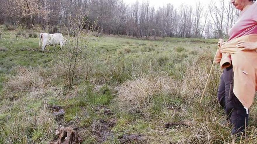 La ganadera de Cerdillo Luisa Tábara observa los restos de un ternero dejados por los lobos en una pradera.