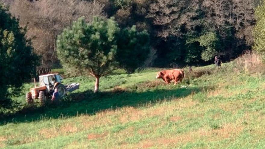 El toro de dos años que no quería morir en el matadero de Jarrio