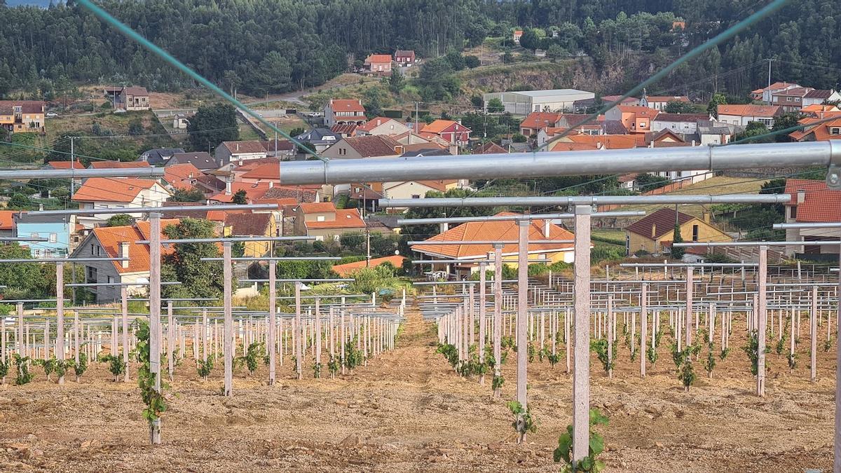 El nuevo viñedo de Lagar da Condesa en Vilagarcía.