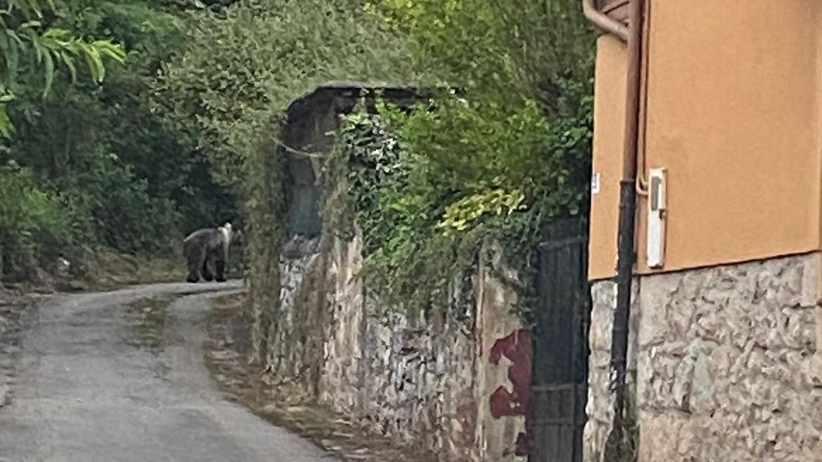 El oso en la localidad de Puerto, a doce kilómetros de Oviedo.