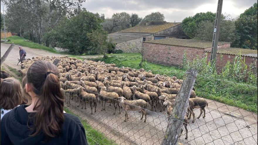 L’escola de Pau desenvolupa un projecte sobre el món de les pastores i el camp