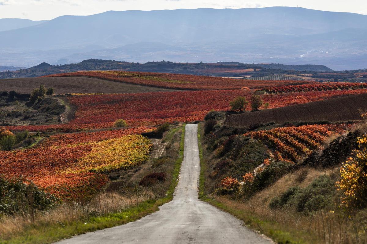 Imagen panorámica de parcelas en Rioja.