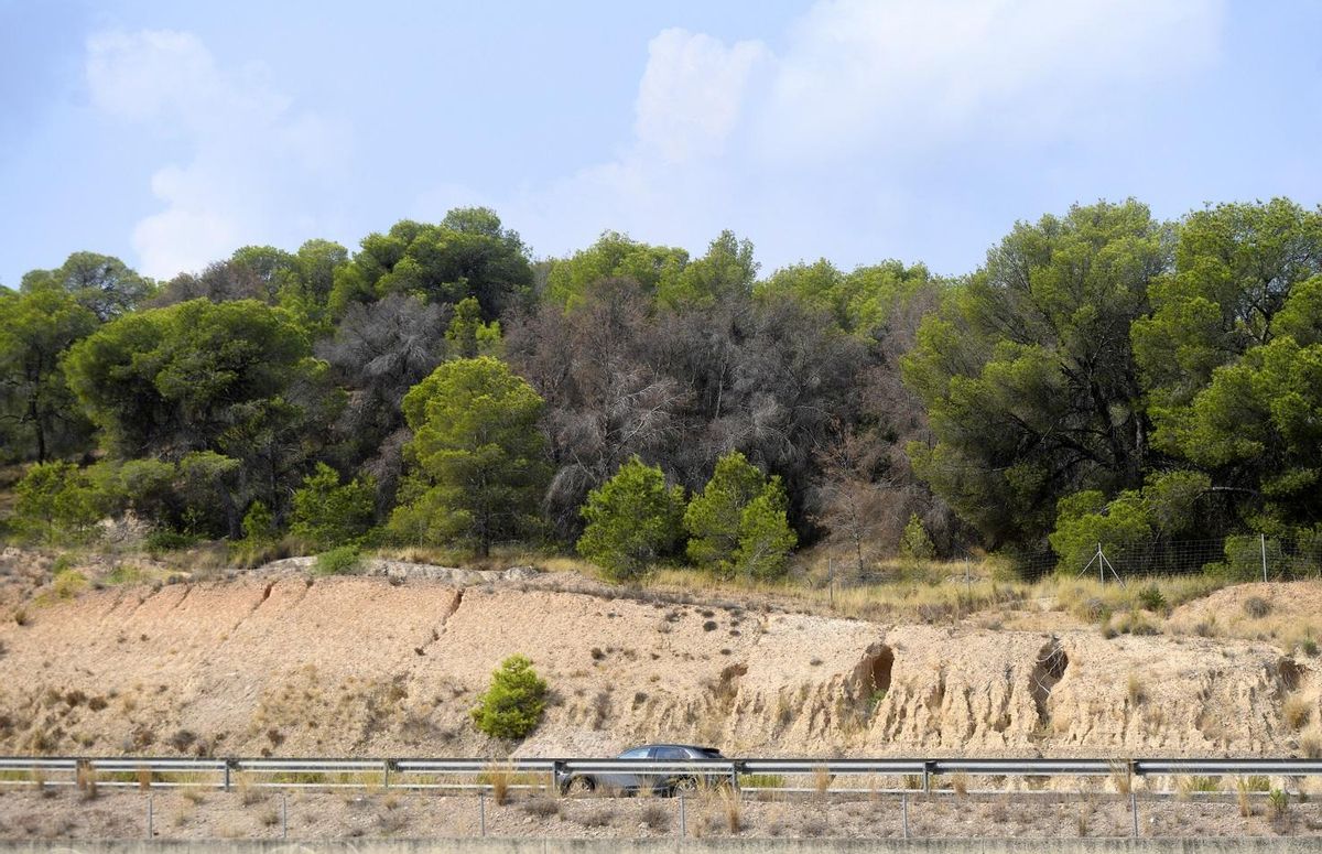Arbolado seco en la sierra de Carrascoy