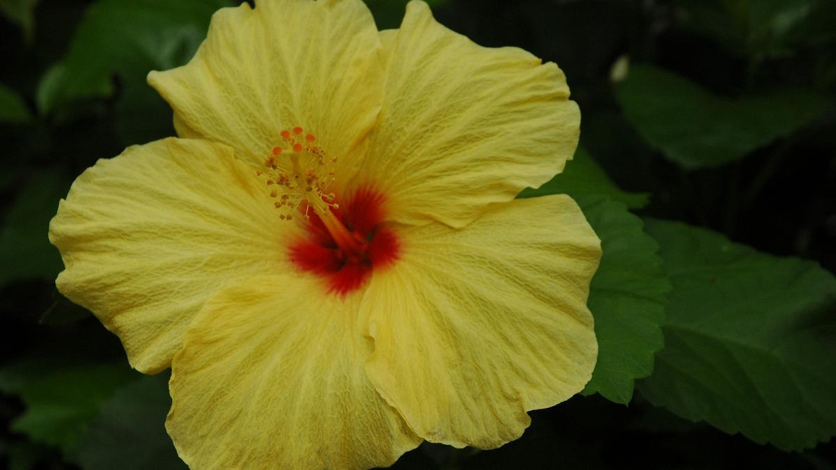 Las flores de cayena también pueden ser de color amarillo