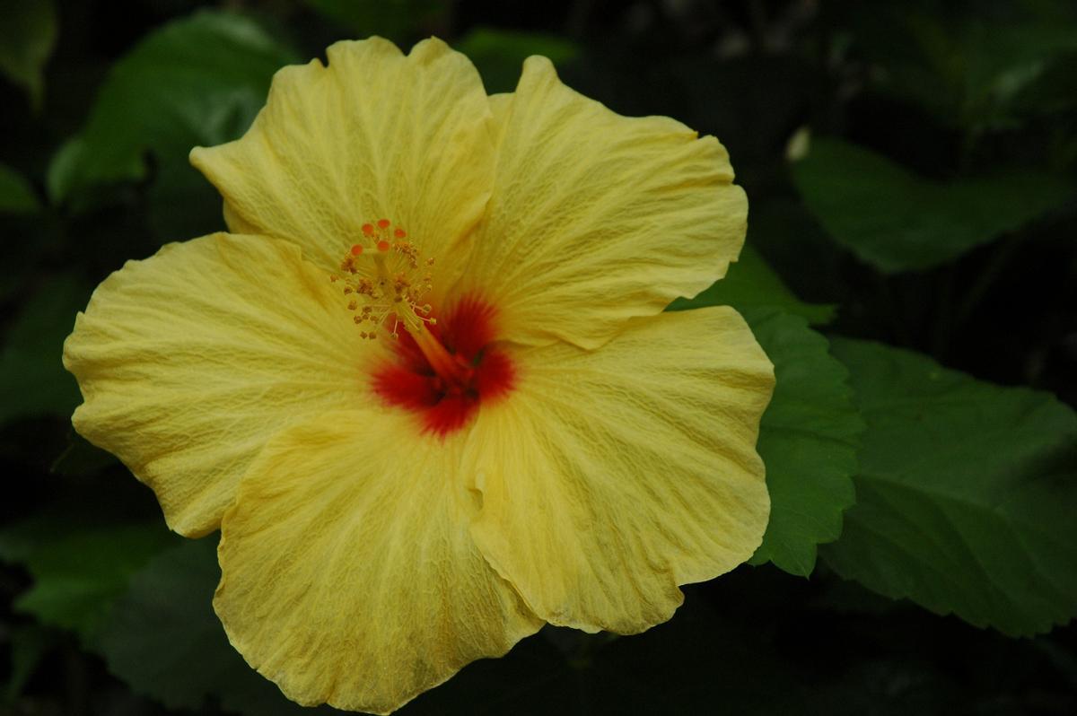 Las flores de cayena también pueden ser de color amarillo