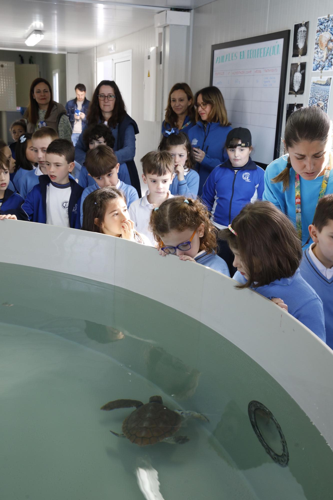 En imágenes: El Acuario de Gijón estrena su nuevo centro de apoyo a la red de varamientos del Principado