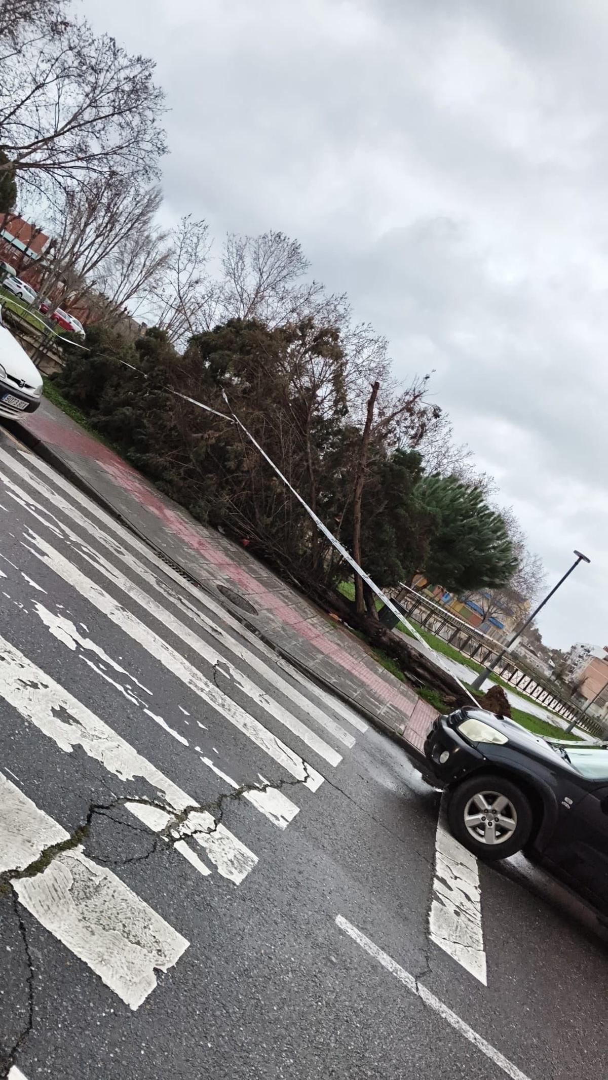 Daños causados por el vendaval.