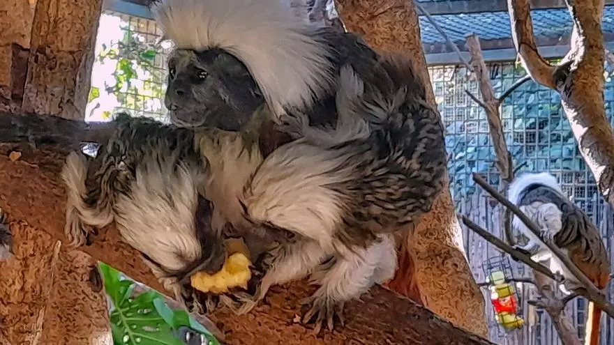 Nacen dos crías de la especie Tití "cabeza de algodón" en Terra Natura Benidorm
