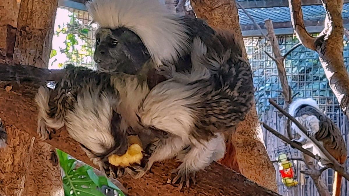 Nacen dos crías de la especie Tití "cabeza de algodón" en Terra Natura Benidorm