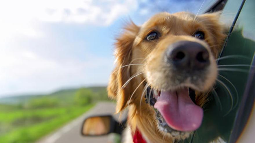 Muchos perros viajan con sus dueños en vacaciones.