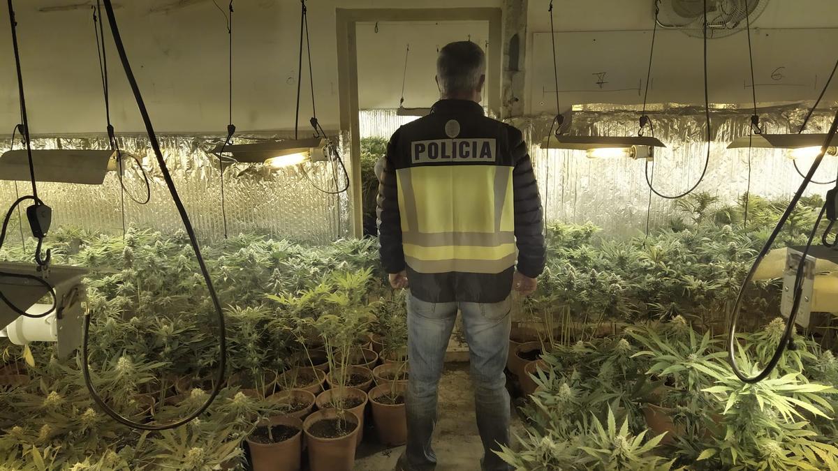 Una plantación de marihuana descubierta por la policía