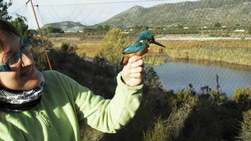 Anillamiento de aves en la Albufera de Gaianes