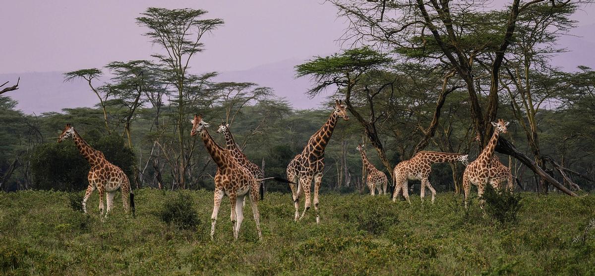Julio es el mes perfecto para hacer un safari en Kenia.