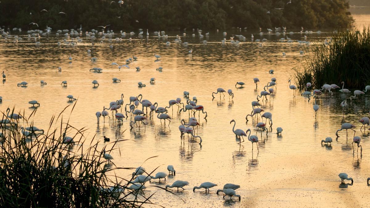 Parque Natural de Doñana, Huelva