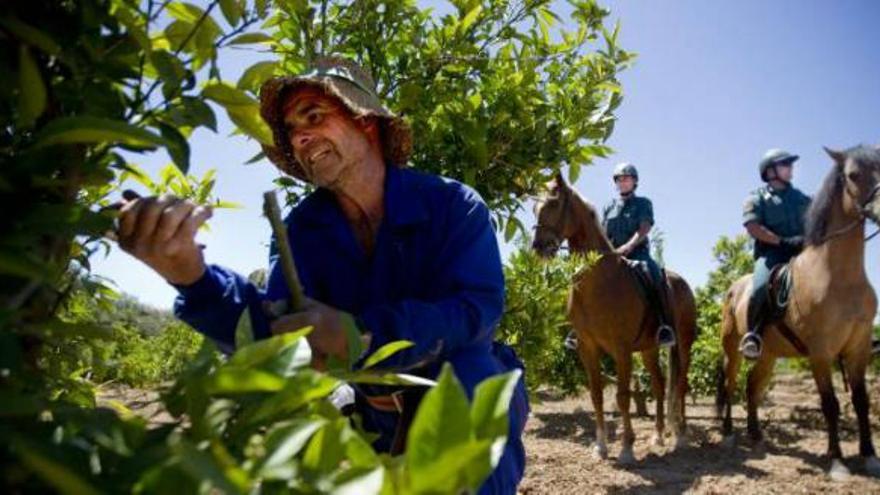 Los hurtos en el campo con daños graves y la reincidencia se penarán con cárcel de 1 a 3 años