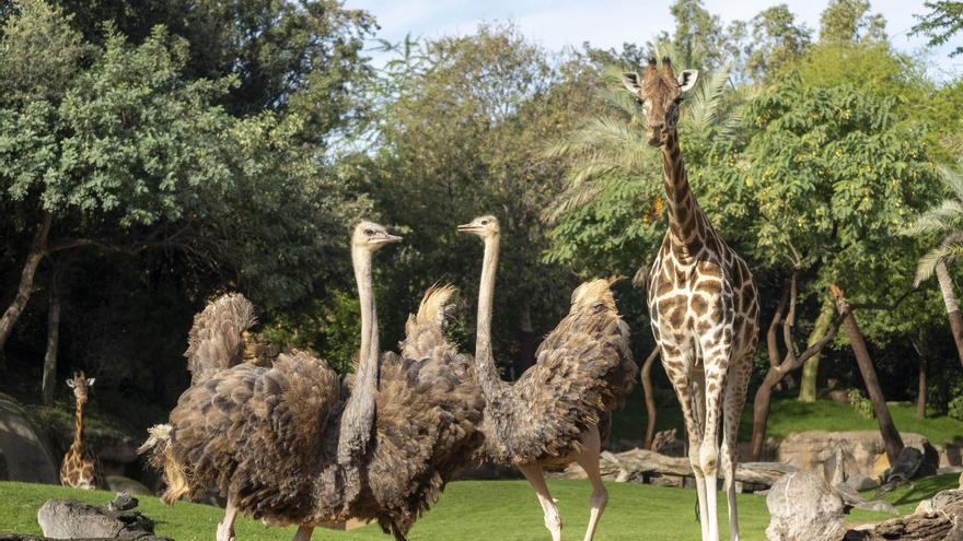 BIONadal, la promoción de Bioparc Valencia comprometida con la infancia y la solidaridad