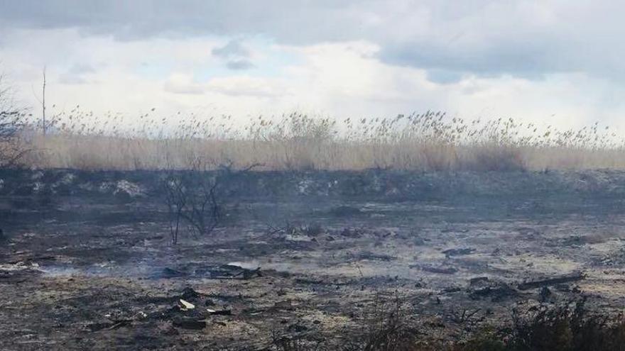 Bomberos trabajan en la extinción de un incendio de carrizo en los límites de El Hondo