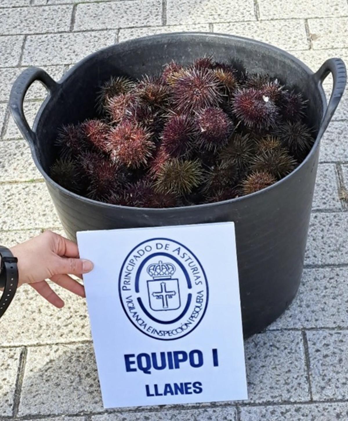 Los oricios inautados.