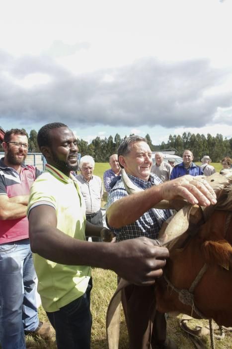 Feria de ganado de Manzaneda, en Gozón