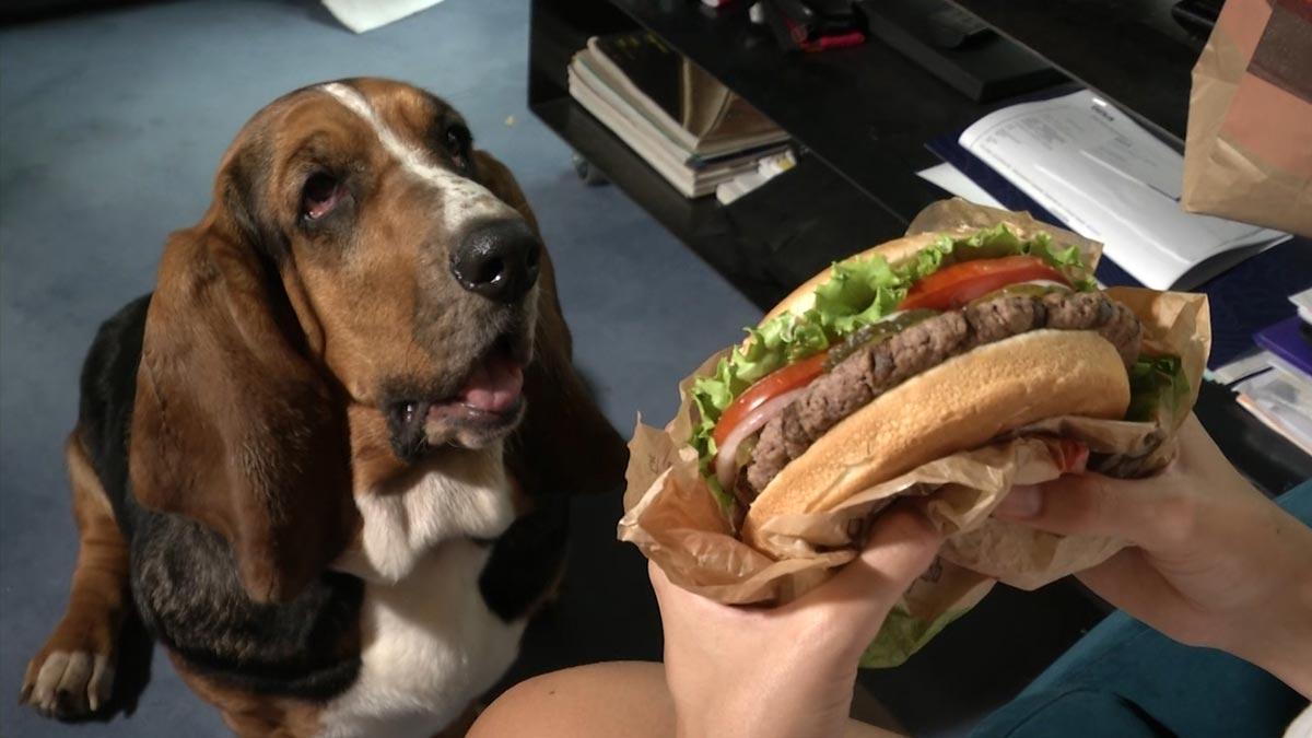 La mitad de los españoles con perro comparten su pedido a domicilio con su mascota.