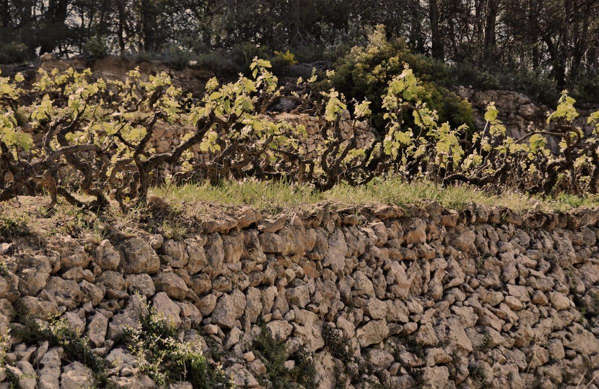 Cultivos vitivinícolas de producción de Denominación de Origen Pendès