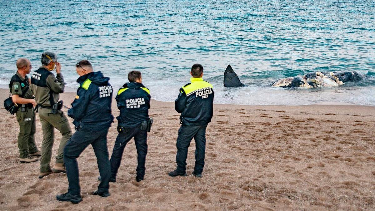 Una ballena, encontrada muerta en la playa de Pals (Baix Empordà, Girona), este sábado.