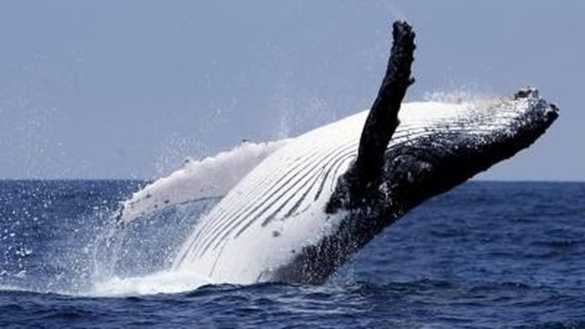 Ballena