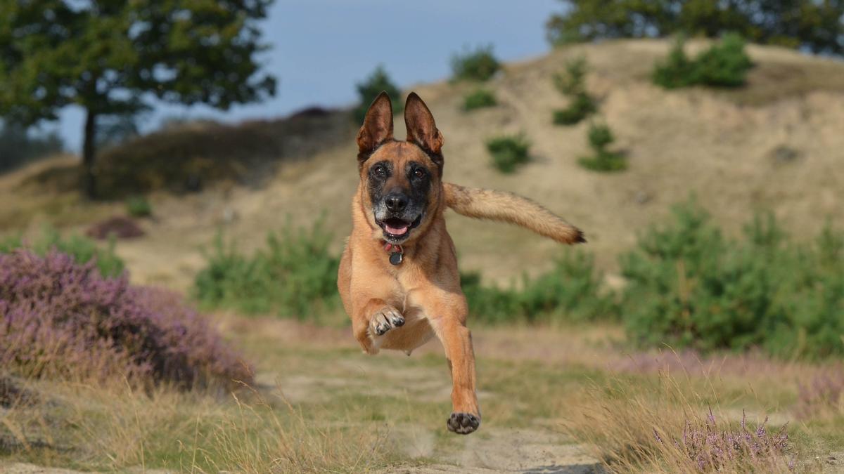 Si tu perro salta sobre dos patas, cuidado: esto podría causarle lesiones graves