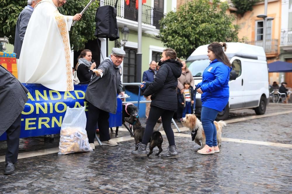 Bendición de animales en Paterna.