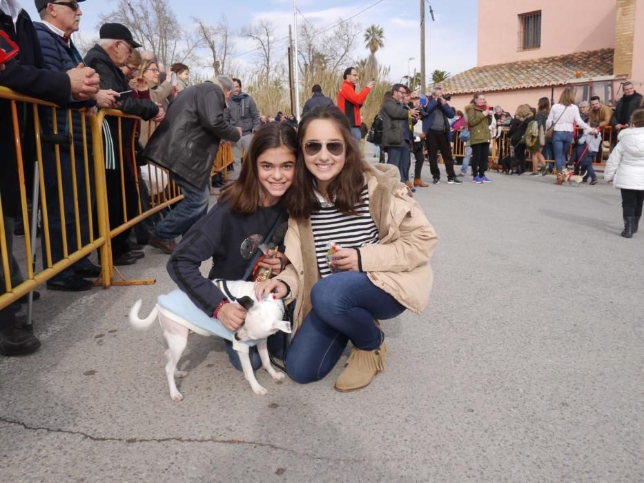 Fiesta de Sant Antoni Abad de Vera