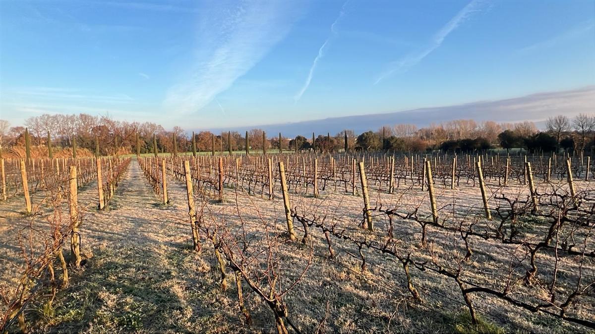 Un paisatge agrari empordanès.
