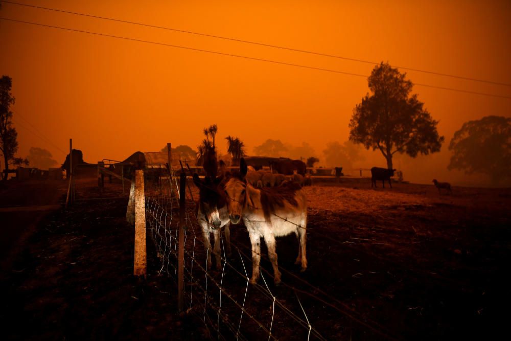 Els incendis forestals han matat més de 1.000 milions d'animals a Austràlia