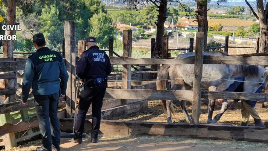 Investigado por un delito de maltrato animal en una finca hípica de Godelleta