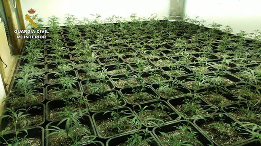 Plantaciones de marihuana desde el móvil
