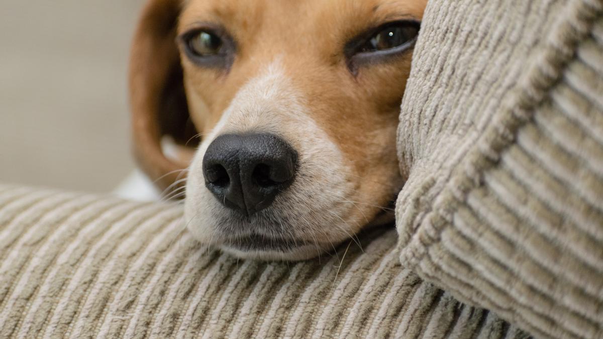 Los perros se sienten así cuando se quedan solos.