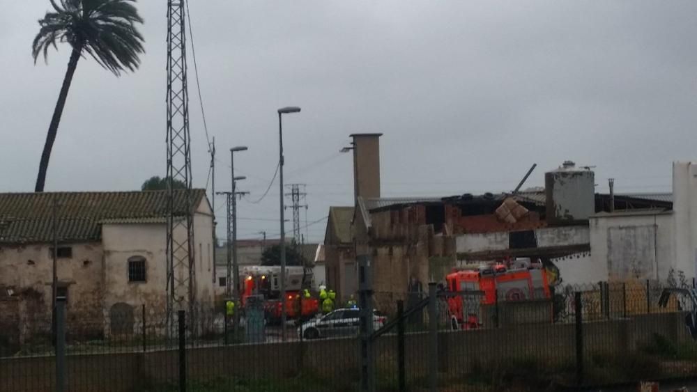 Los bomberos de Burjassot aseguran una palmera.